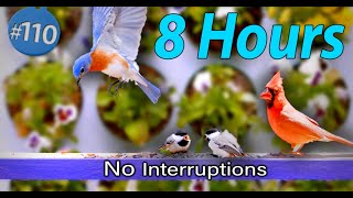 Spring Song Birds | TV for Cats 😻8 Hours of Birds 🐦 Uninterrupted CatTV Close-up Sounds
