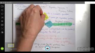 Lac and Trp Operon