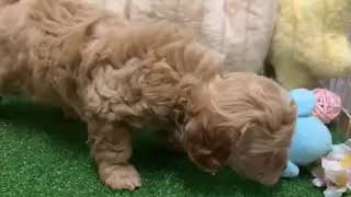 ハーフ犬の動画01