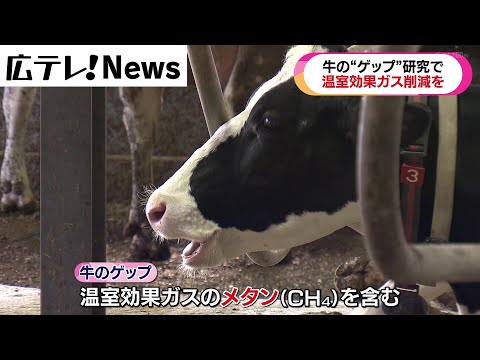 牛はどれくらいのメタンをゲップしますか?