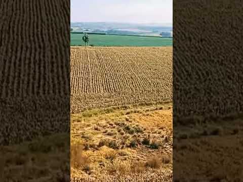 sítio de 4 Alqueire mecanizada em Carlópolis pr 800 mil 43991582058