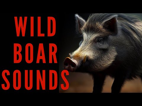 WILD BOAR SOUNDS - Wild Boar Call | maktub_ytv
