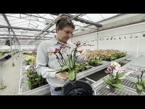 Wie gieße ich meine Orchideen richtig? Variante 1: Die Orchidee baden
