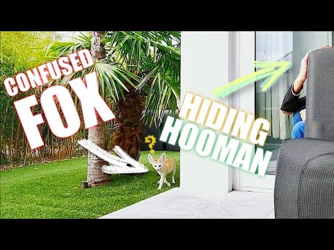 Cute Fox Plays Hide and Seek - Try to Outsmart his HUGE EARS!