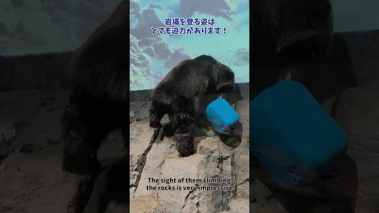 【旭山動物園】えぞひぐま館🐻🐻[Asahiyama Zoo] Ezo Brown BearMuseum  #shorts