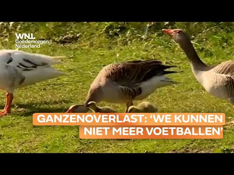 Ganzenpoep wekt grote ergernis op in Vlissingen: 'We kunnen niet meer voetballen'