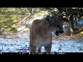 Winter Travelers on a Mountain Lion Path