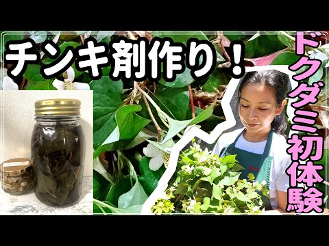 医療ビジネス薬科学科 独特の香り！ドクダミ初収穫＆チンキづくりにチャレンジ
