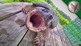 REALLY BAD Snapping Turtle Bite - WARNING GRAPHIC!