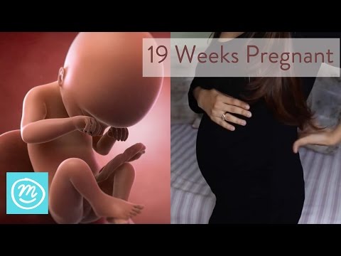 19 Weeks Pregnant: What You Need To Know - Channel Mum