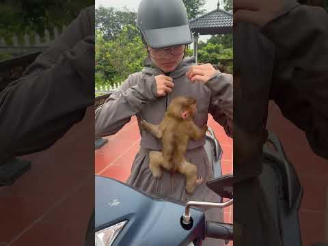 The baby monkey wants its mother to take it to buy milk.🍼🍼🍼😘