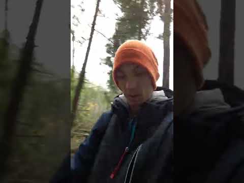 белые грибы размер большой и опёноки 21 октября 2022 года