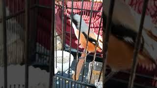 Download lagu cendet isian KUNTILANAK mewah roll speed mp3 Download lagu cendet isian KUNTILANAK mewah roll speed mp3