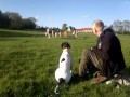 Antiguo Perro de Muestra Danés - GDH Old danish pointer and cow