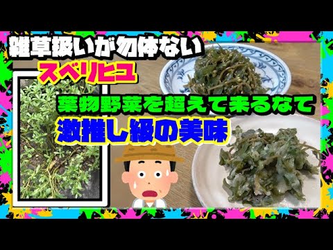 野菜スベリヒユ、スベリヒユ