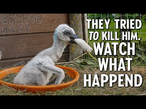 The story of a rescued baby stork whose parents decided to kill him. 2023.
