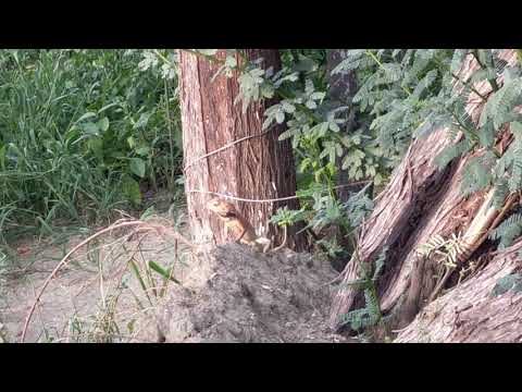 Garden lizard urf girgit(2)