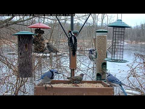 Forest Birds Flock For A Winter Lunch At Bustling Cornell Feeders – Dec. 20, 2023