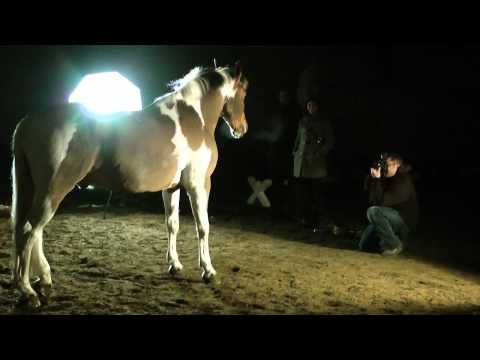 comment prendre la température d'un cheval