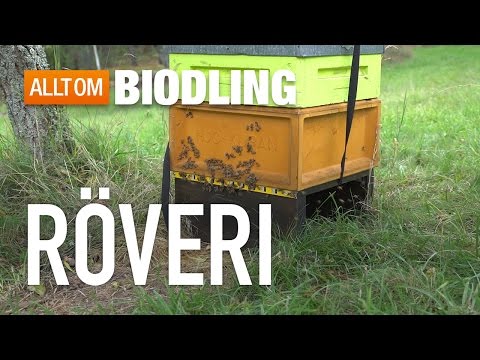 Röveri i bisamhället - Bihälsa - Biodling