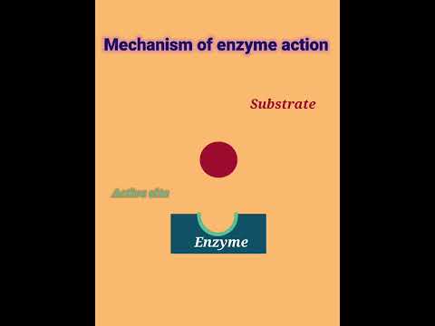 mechanism of  Enzyme action #enzyme action