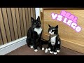 Lego Tuxedo Cat VS Real Tuxedo Cat