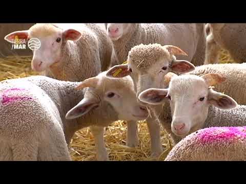 Fotograma del vídeo: ¿Convivencia? Ganadería y lobos