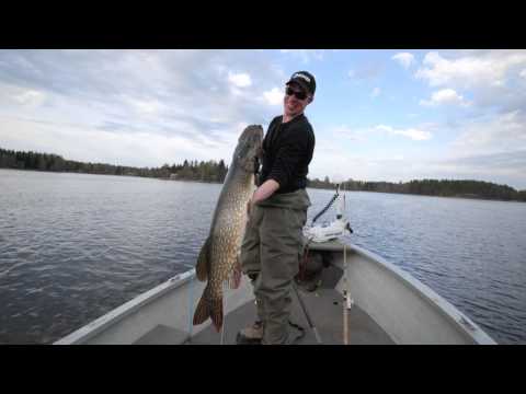 Suurhauen kalastusta kudun jälkeen - Spintube - Heittoperho - Hauenkalastus