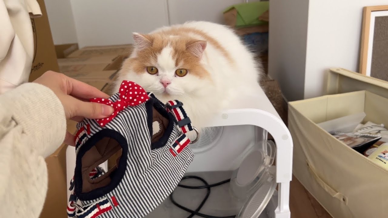 🍋大量のレモングッズを思い出を振り返りながら断捨離しました