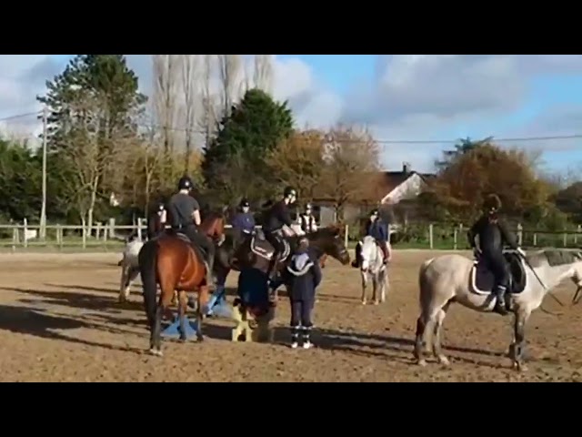 Jument pur sang &agrave; vendre 14 ans 