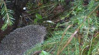 preview picture of video 'Таралеж в гората - Hedgehog in the forest'