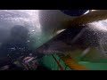 Dive In To Shark Week With The 13 Best Shark Videos