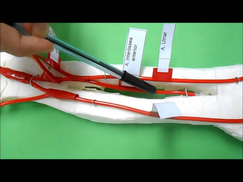 Circulação dos Membros Superiores – Vídeo aula do Sistema Cardiovascular