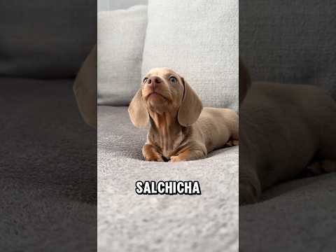 3 Reasons You Should Adopt a Dachshund #dogs #dogs #dachshund