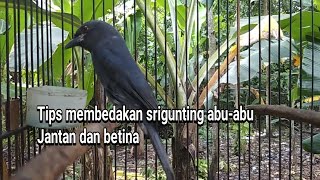 Download lagu Tips for distinguishing between male and female grey magpie robins mp3 Download lagu Tips for distinguishing between male and female grey magpie robins mp3