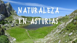 Vídeo Observación de aves y naturaleza de Birdwatch Asturias