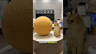 Download lagu The little cat was tricked by the maid #catshorts #cat #cutecat #shorts mp3