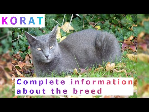 Korat. Pros and Cons, Price, How to choose, Facts, Care, History