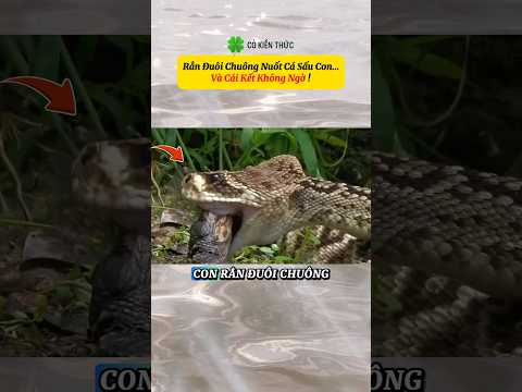 Rắn Đuôi Chuông Nuốt Cá Sấu Con…Và Cái Kết Không Ngờ #shorts