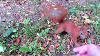 preview picture of video 'neugieriges Eichhörnchen im Großen Garten in Dresden'