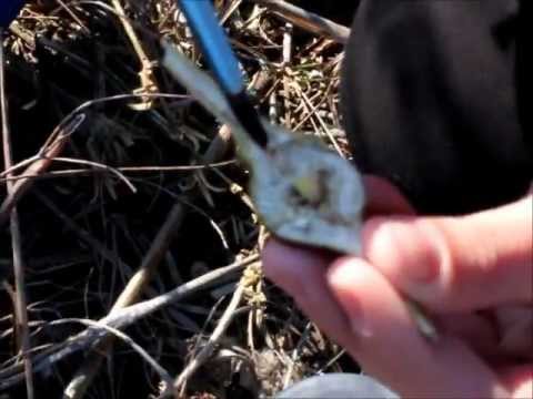 Shannon Walters discusses Goldenrod galls at Kirt Prairie