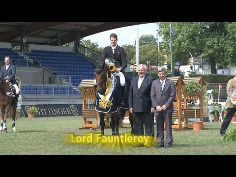 Hannoveraner Springpferdechampion 2014 der Fünfjährigen Pferde - Lord Fauntleroy