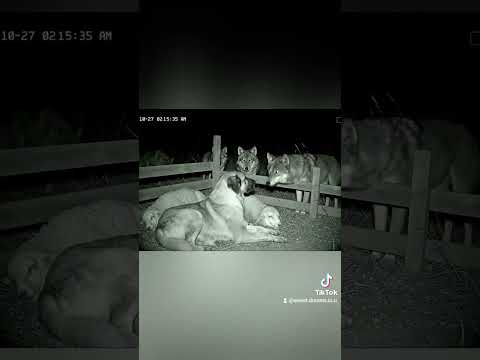 Wolf vs Kangal: Night Watch