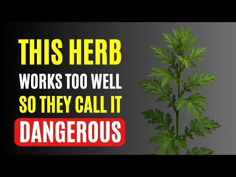 This Forbidden Herb Has More Benefits Than They Ever Told Us — Why Doctors Rarely Mention It