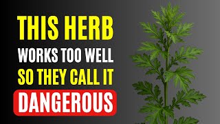 This Forbidden Herb Has More Benefits Than They Ever Told Us — Why Doctors Rarely Mention It