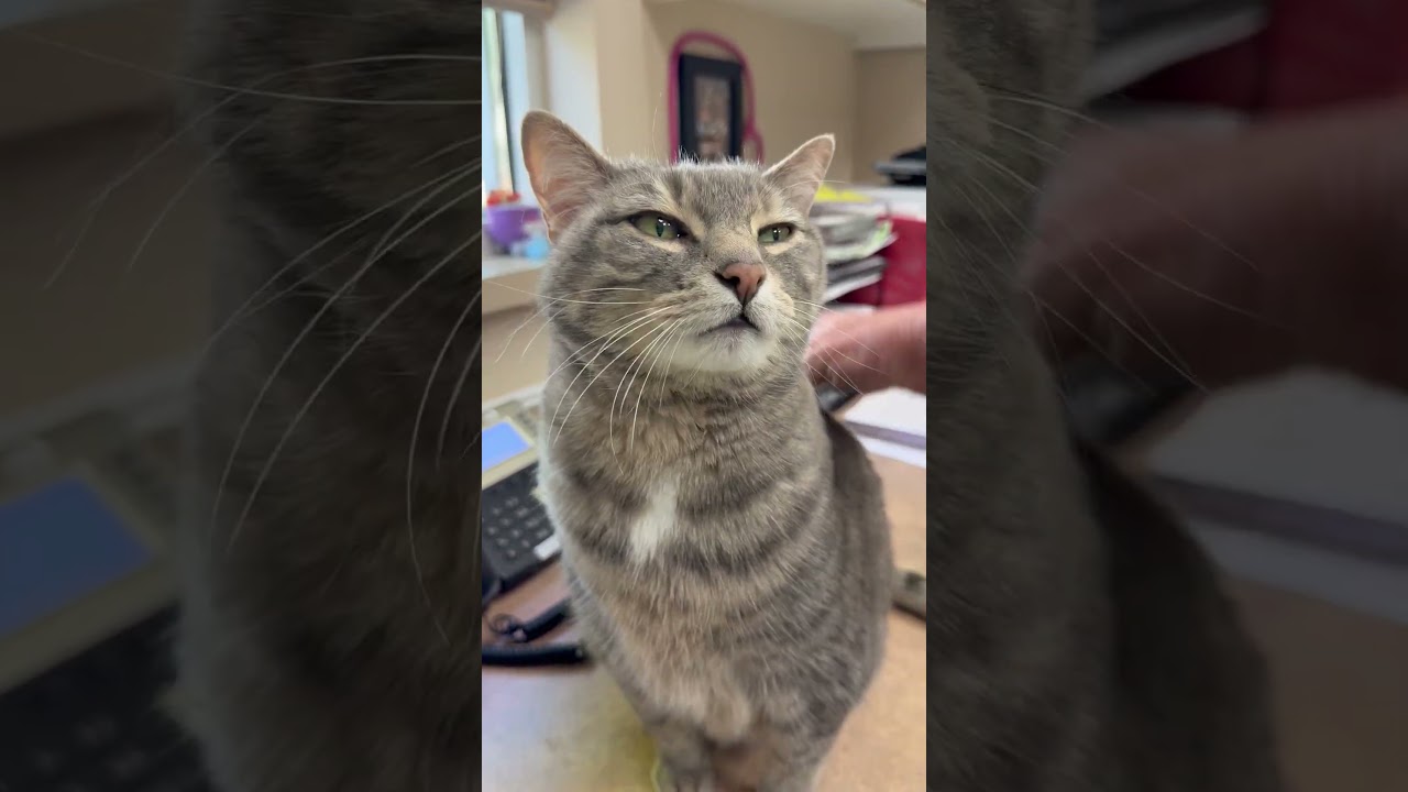 Enlarge Saspur - super loving handsome big sweetheart, an adopted Tabby in Neenah, WI video 2/2