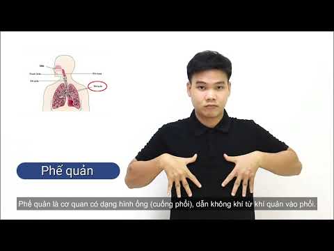 Video 21: Phổi - Phế quản - Thanh quản - Khí quản - Cơ hoành