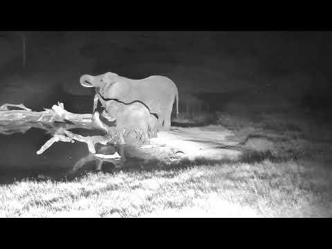 Djuma: Small group of Elephants with wee one - 19:43 - 02/21/19