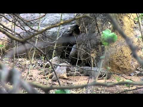 Banded mongoose pups, 3 weeks old