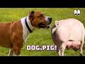 Important Information Every Animal Lover Should Know